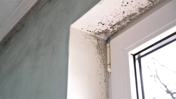 Best Crawl Space Mold Removal  in Demorest, GA