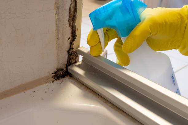 Best Commercial Mold Removal  in Demorest, GA