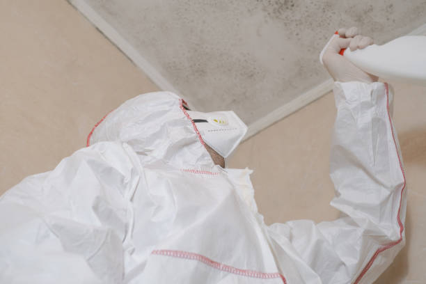 Mold Removal and Inspection in Demorest, GA