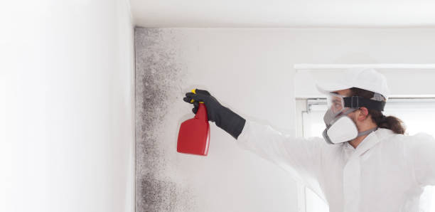 Best Black Mold Removal  in Demorest, GA