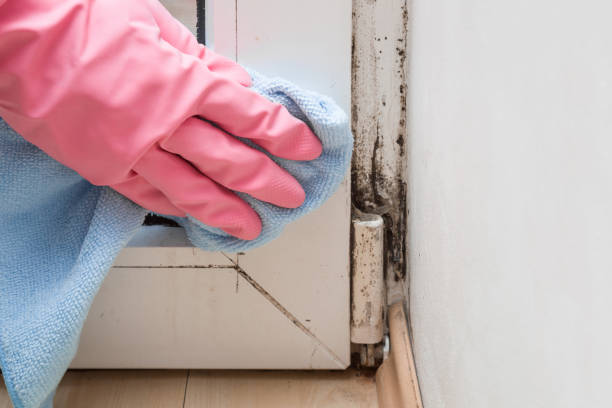 Best Fast Mold Removal  in Demorest, GA